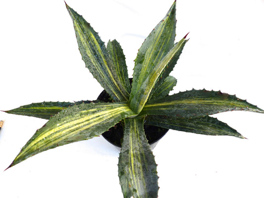 Agave americana succulenta con foglie lunghe variegate e spine affilate ai bordi