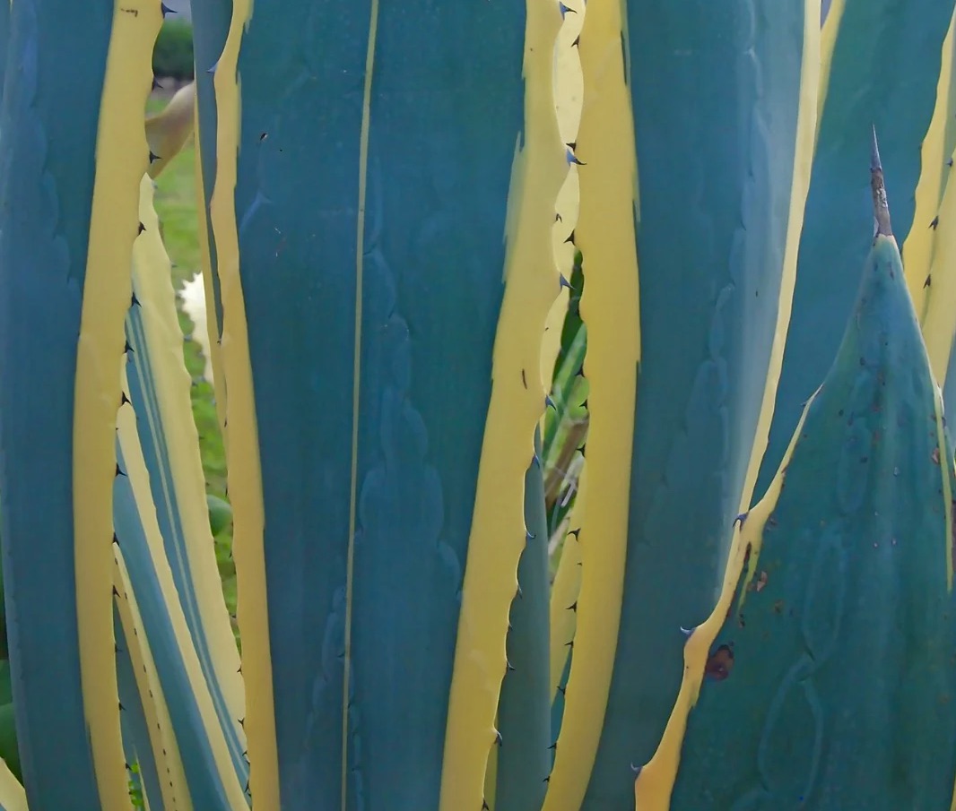 Agave americana marginata succulenta con foglie spesse verde-blu e margini variegati gialli