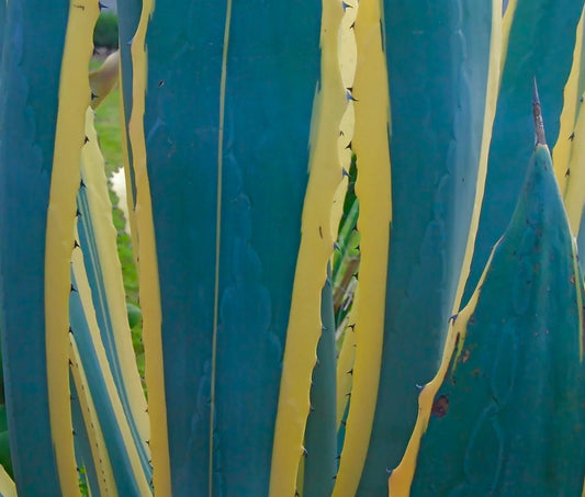 Agave americana marginata succulenta con foglie spesse verde-blu e margini variegati gialli
