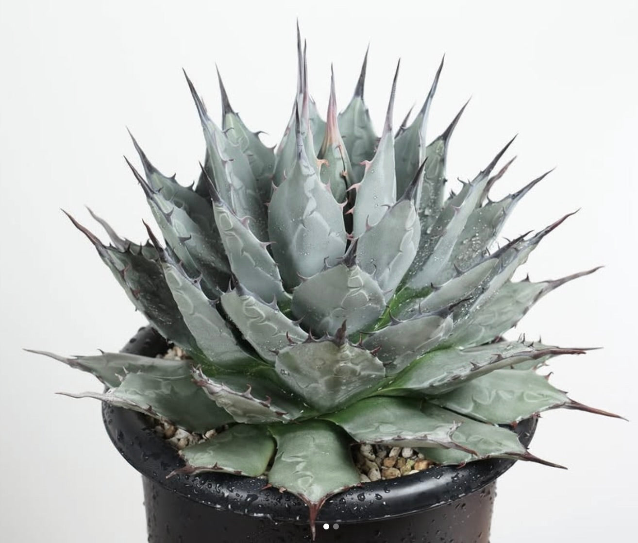 Agave applanata succulenta con foglie appuntite blu-grigio in vaso nero
