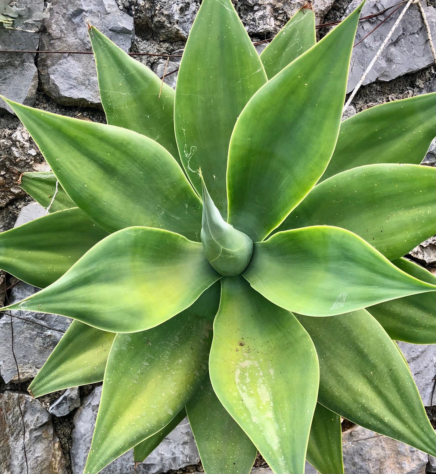 Agave attenuata succulenta con foglie lisce e larghe di colore verde che formano una rosetta su uno sfondo di pietra