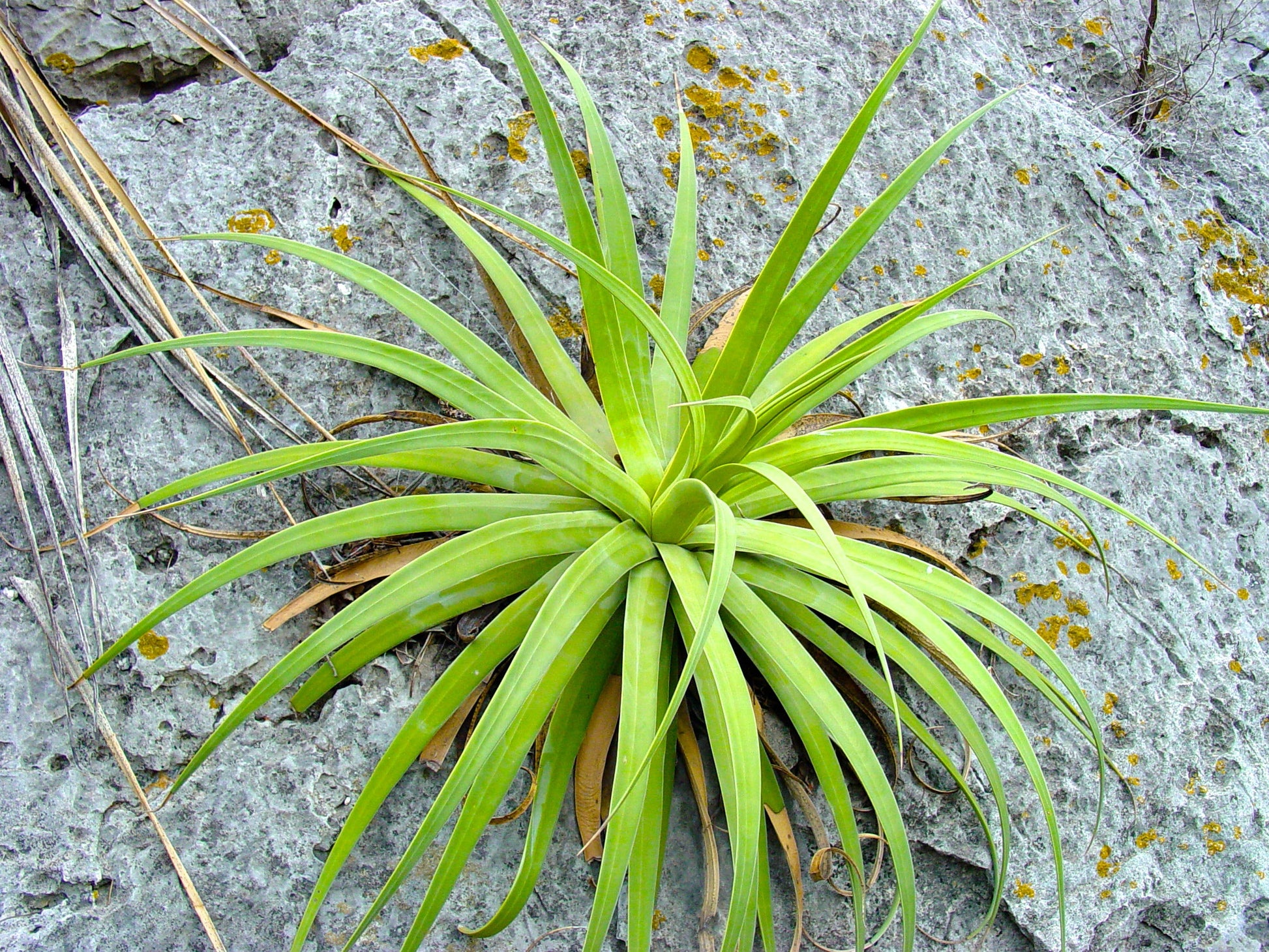 Succulenta Agave bracteosa con foglie verdi lunghe e sottili che crescono su una superficie rocciosa