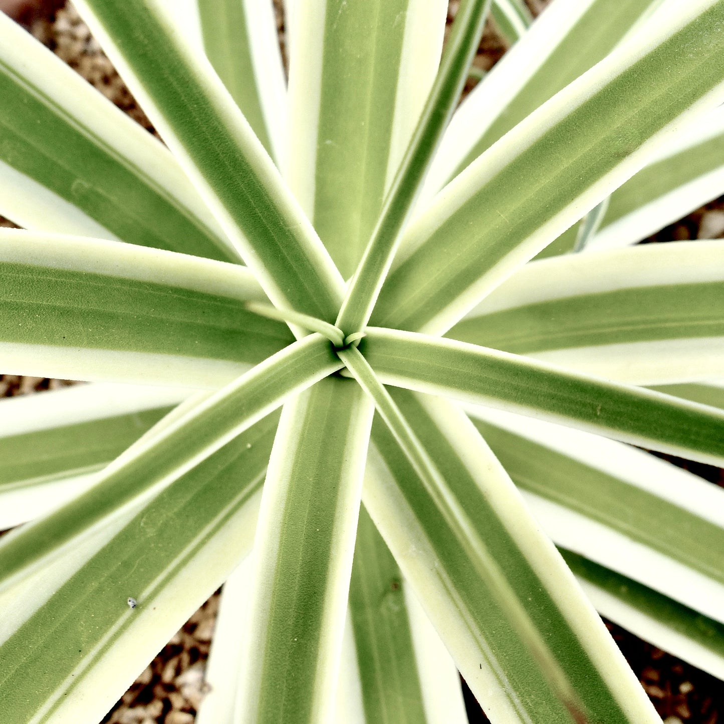 Agave bracteosa cv 'MONTERREY FROST' white variegated | Squid agave