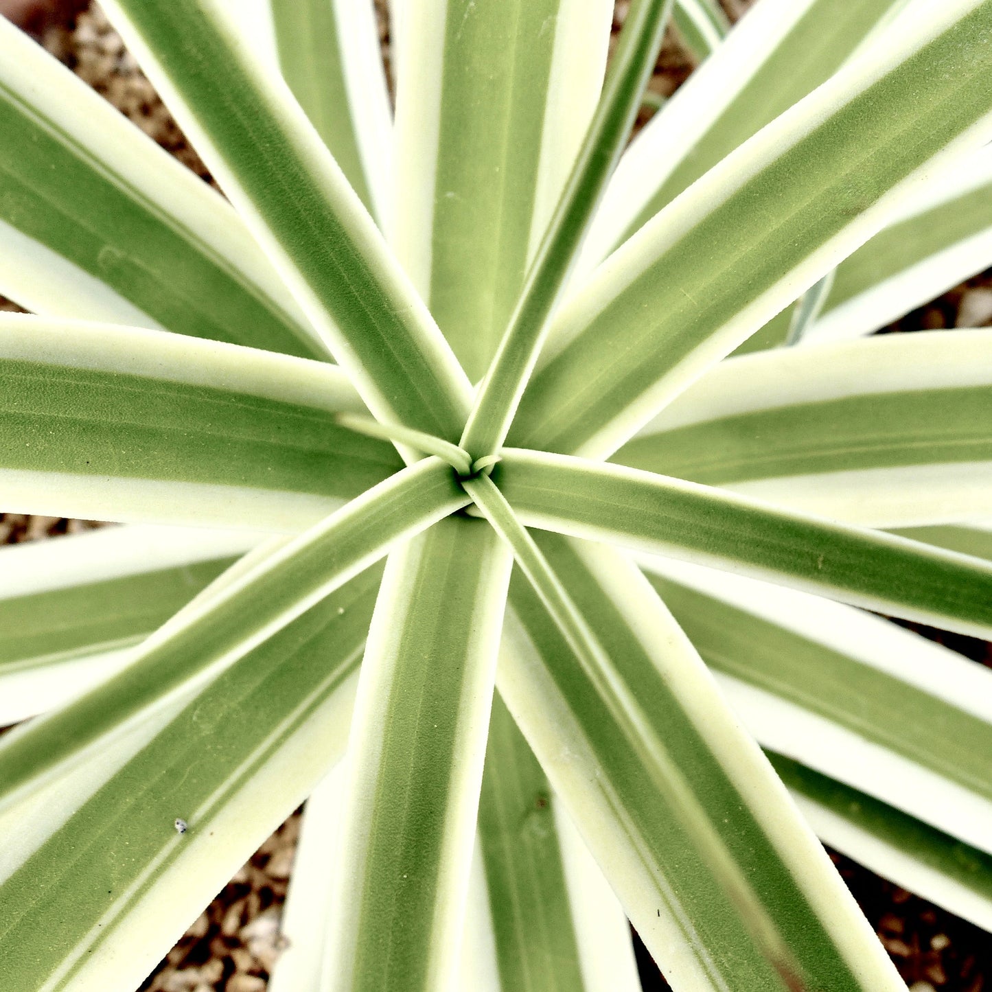Agave bracteosa cv 'MONTERREY FROST' succulenta con foglie variegate strette bordate di bianco e texture liscia