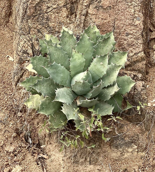 Succulenta Agave chiapensis con foglie spesse, spinose e verde-blu che crescono su terreno roccioso