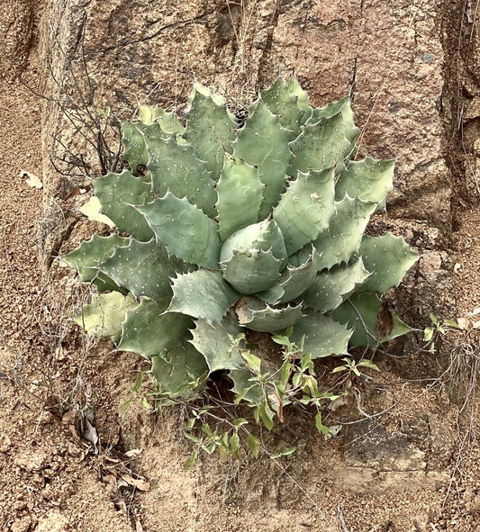 Agave chiapensis