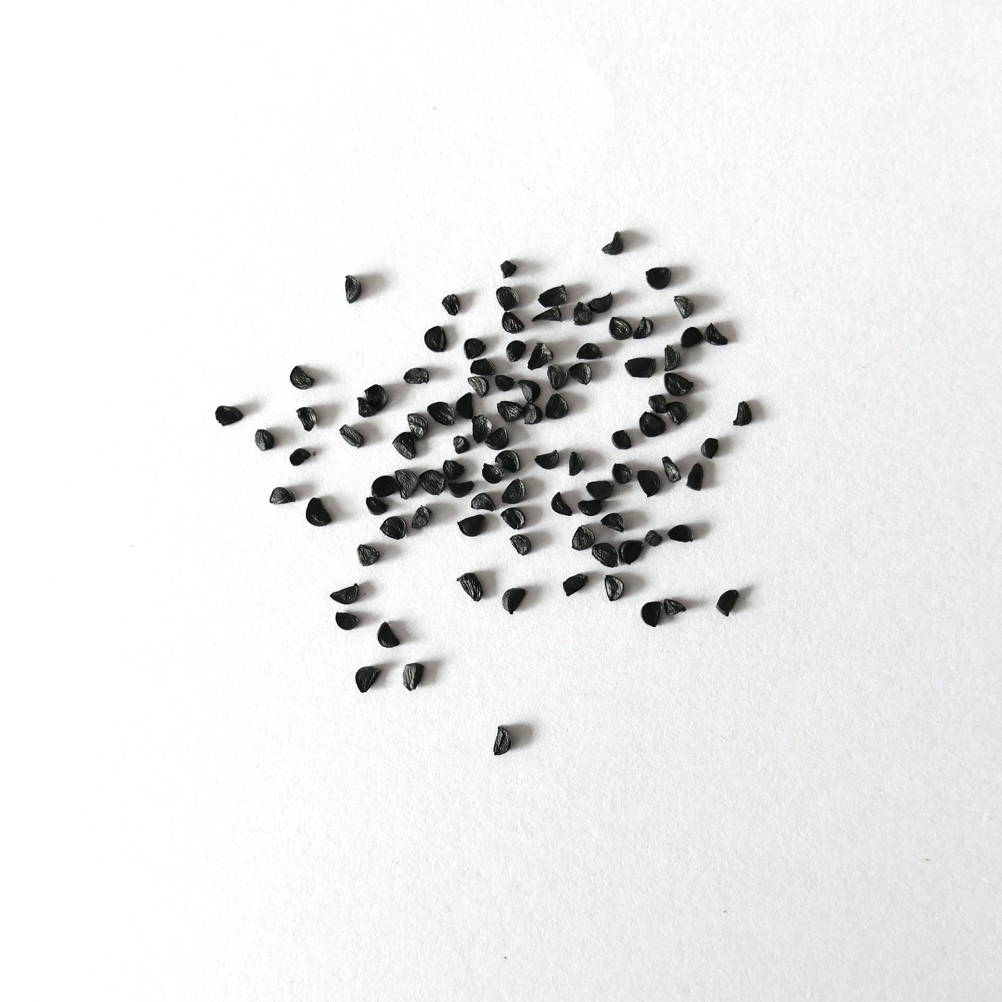 Agave colimana black seeds for rare succulent plant propagation