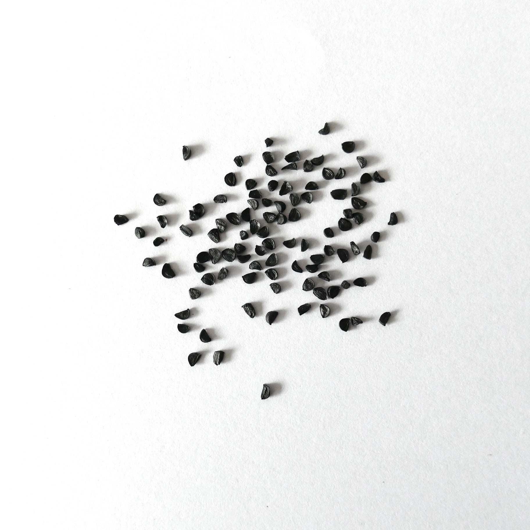 Agave colimana black seeds for rare succulent plant propagation