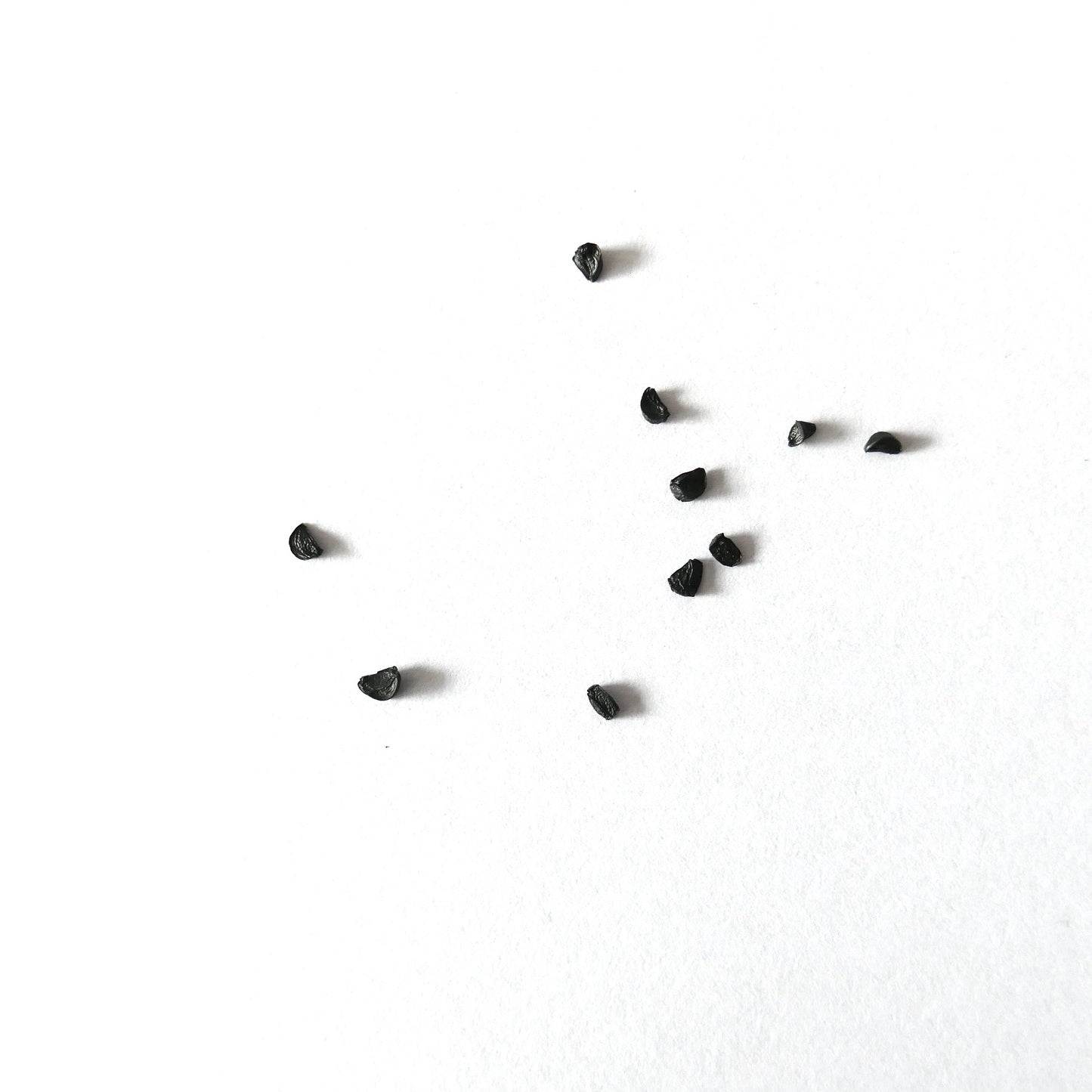 Agave colimana small black seeds on white background for succulent propagation