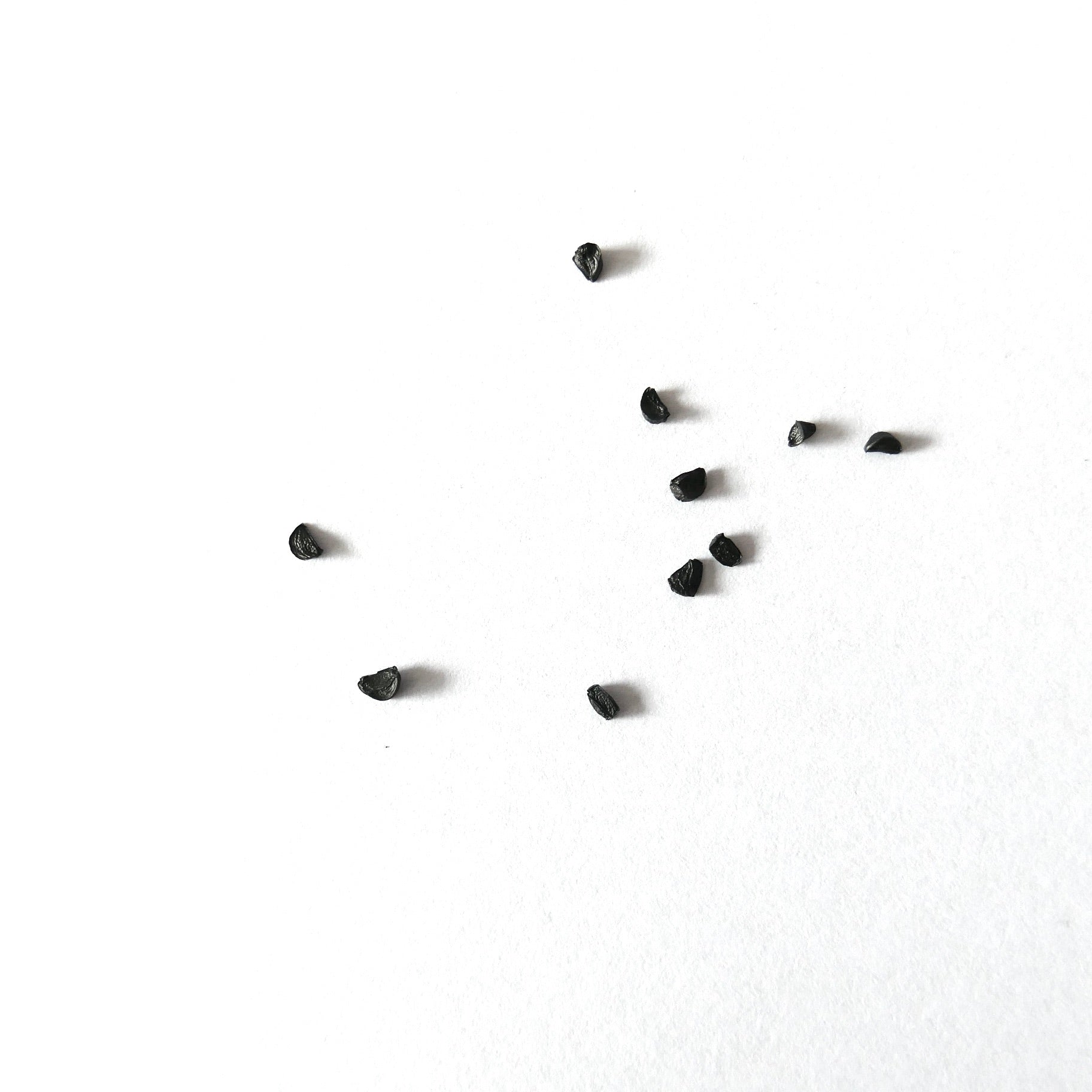 Agave colimana small black seeds on white background for succulent propagation