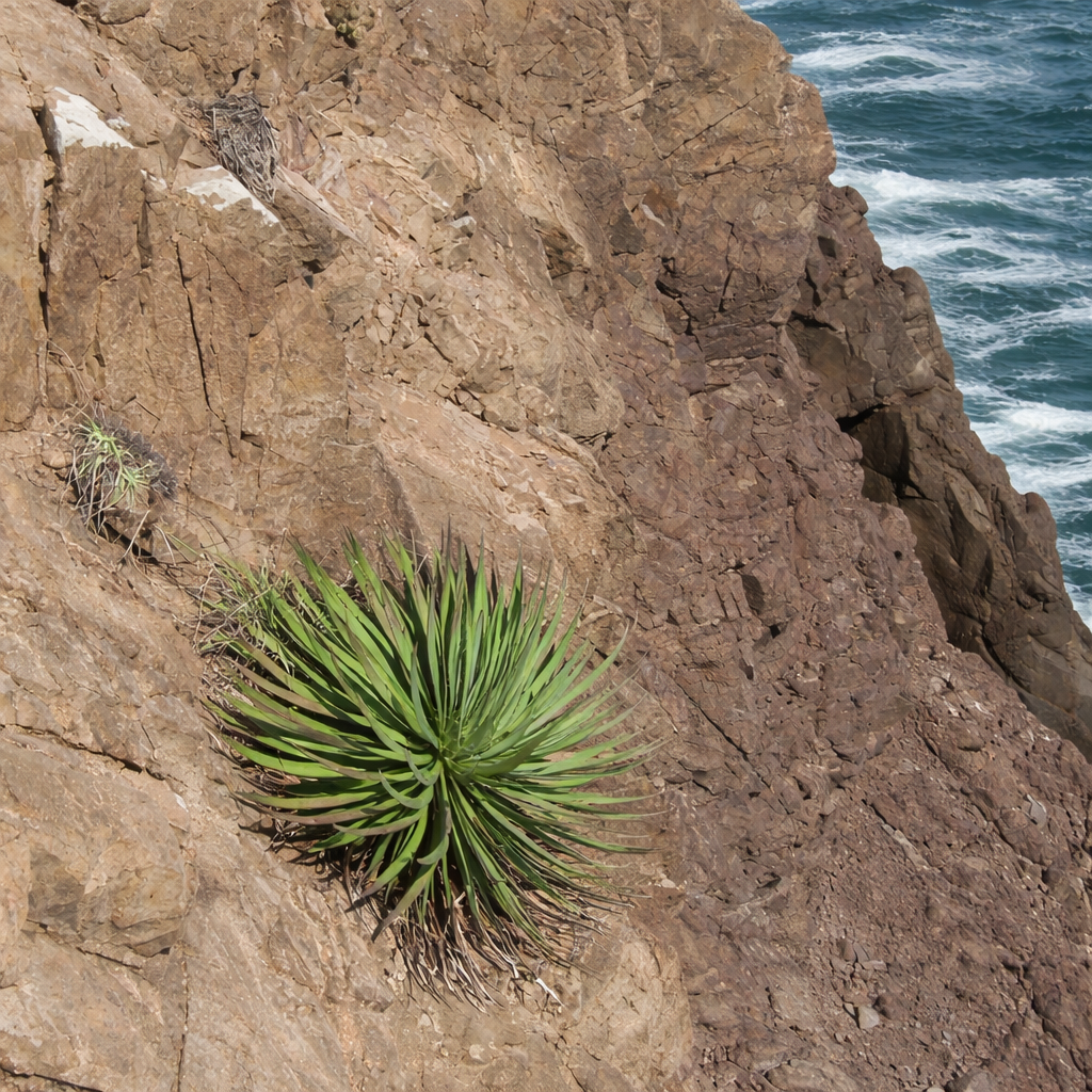 Pianta succulenta Agave colimana con lunghe foglie verdi che crescono su una scogliera rocciosa costiera