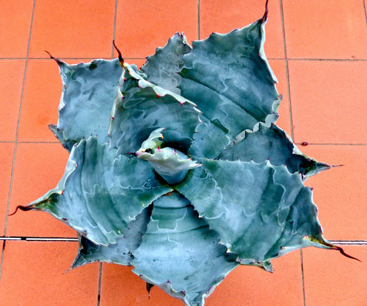 Agave colorata succulenta con foglie larghe blu-grigie e spine scure appuntite su piastrelle di terracotta