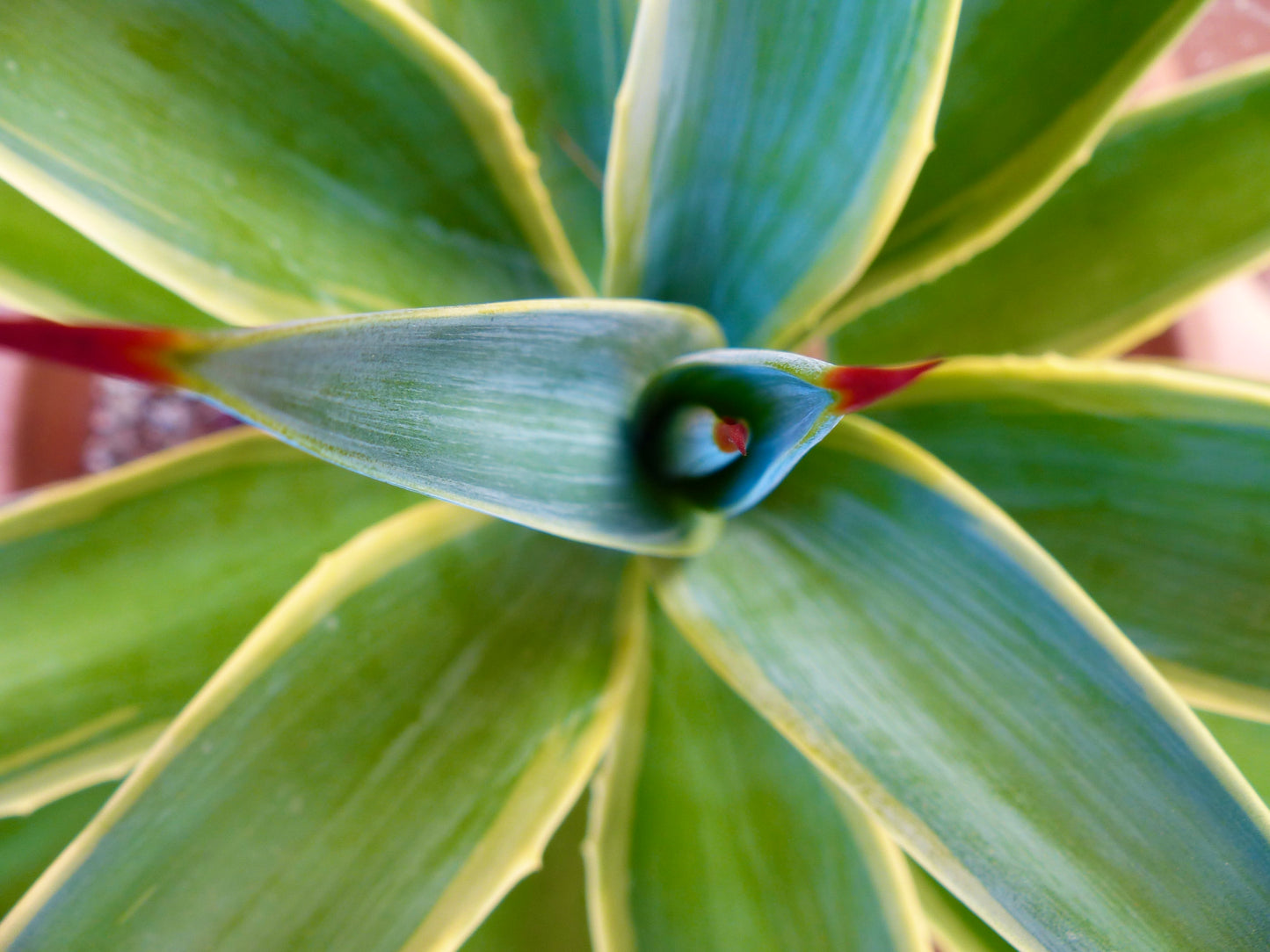Agave desmettiana VARIEGATED
