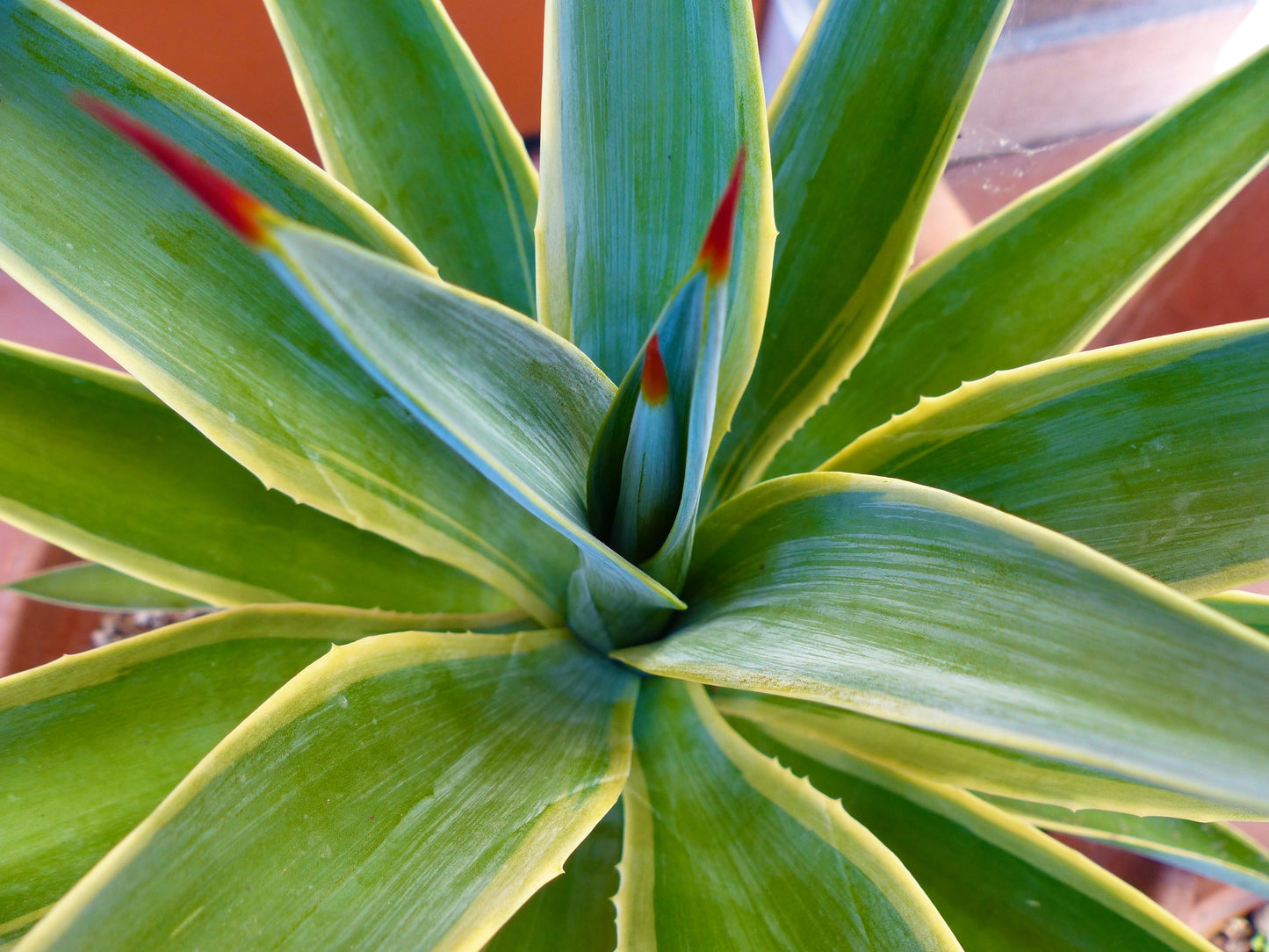 Pianta succulenta Agave desmettiana con foglie verdi lisce e margini gialli con punte rosse
