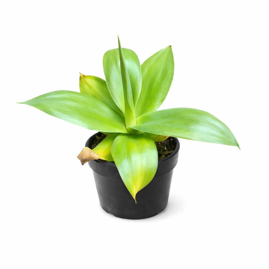 Succulenta Agave ellemeetiana var. subdentata con foglie verdi lisce in vaso nero