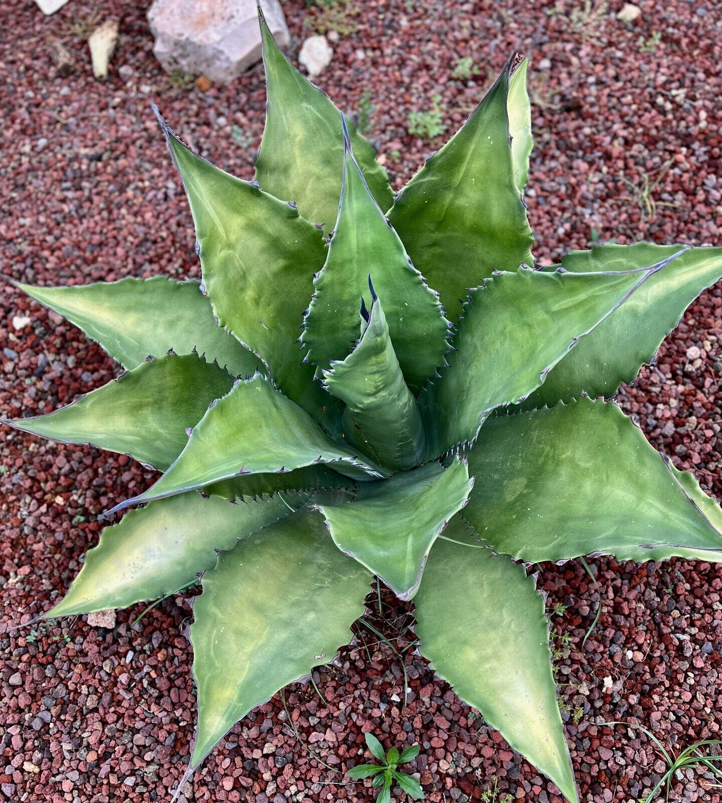 Agave ferox clone, succulenta resistente con foglie verdi spesse e spine affilate all'aperto