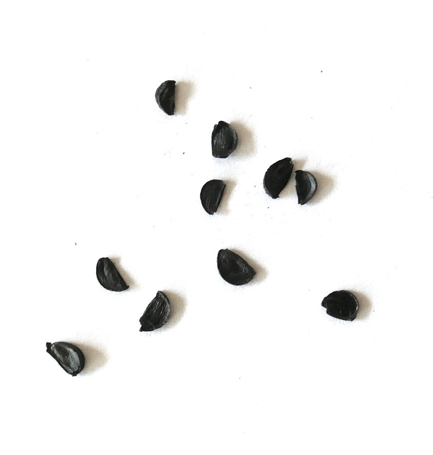 Agave filifera black seeds for succulent plant propagation on white background