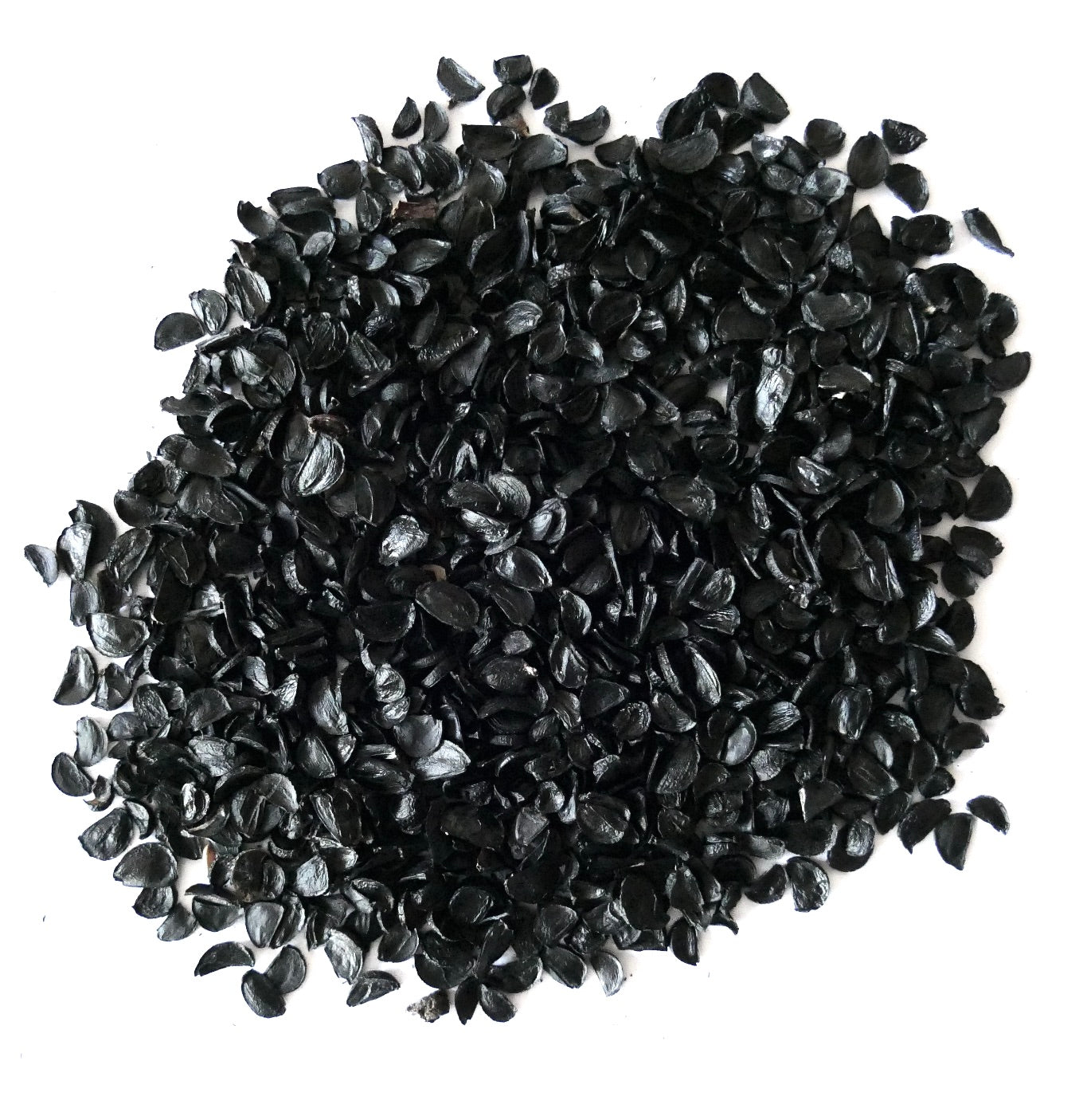 Agave filifera black seeds for succulent plant propagation close-up on white background