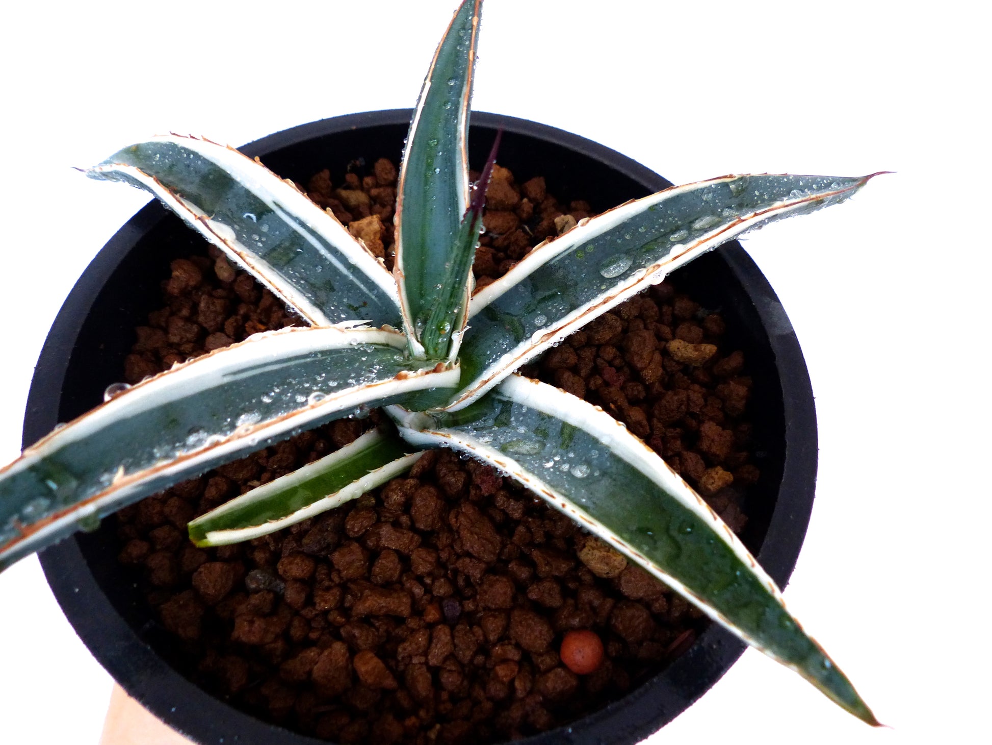 Agave funkiana cv HAKURO SHIRO FUKURIN succulent with narrow white-edged leaves and sharp spines in pot