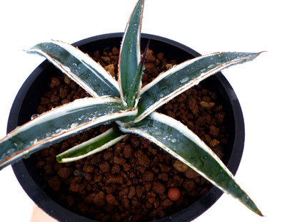 Agave funkiana cv HAKURO SHIRO FUKURIN succulent with narrow white-edged leaves and sharp spines in pot