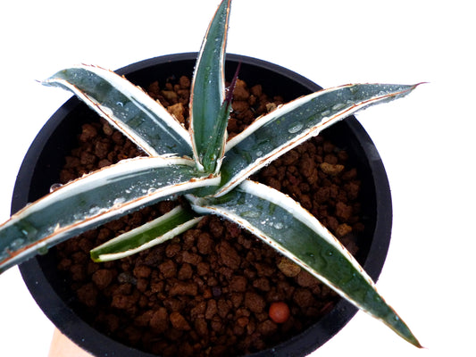 Agave funkiana cv HAKURO SHIRO FUKURIN succulent with narrow white-edged leaves and sharp spines in pot