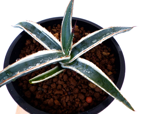 Agave funkiana cv HAKURO SHIRO FUKURIN succulenta con bordi variegati bianchi e spine appuntite in vaso