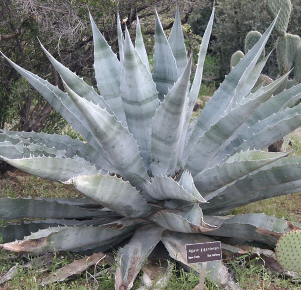 Agave gigantensis large succulent with thick blue-gray spiny leaves in natural habitat