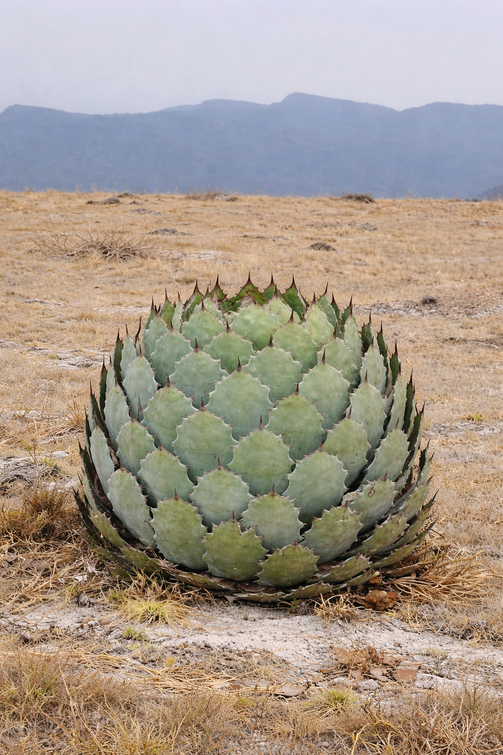 Agave guadalajarana succulent rosette with spiny leaf margins in dry landscape