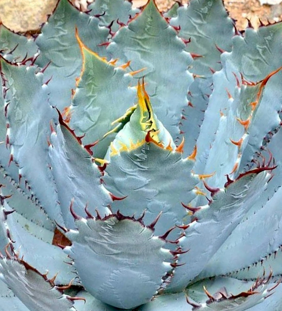 Succulenta Agave guadalajarana con foglie blu-grigie e spine appuntite di colore marrone-rossiccio
