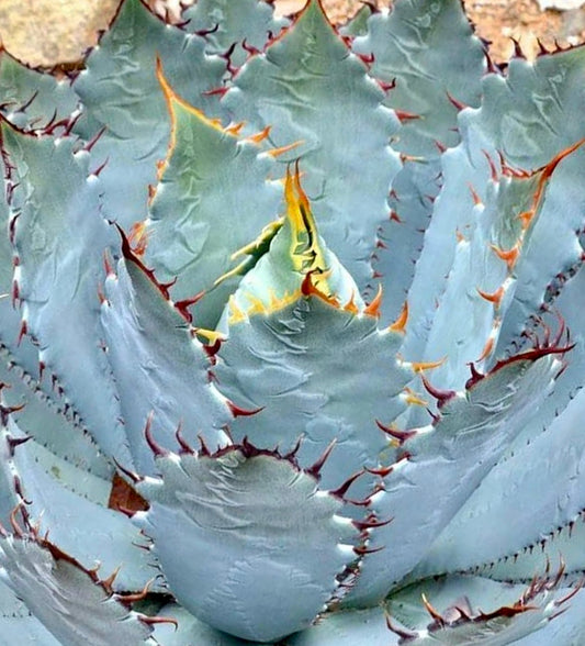 Succulenta Agave guadalajarana con foglie blu-grigie e spine appuntite di colore marrone-rossiccio