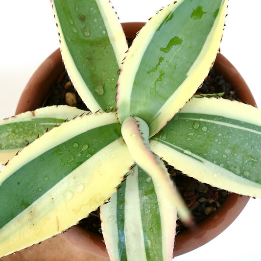 Agave guiengola cv CREME BRULEE 20-35cm | Agave Creme Brulee