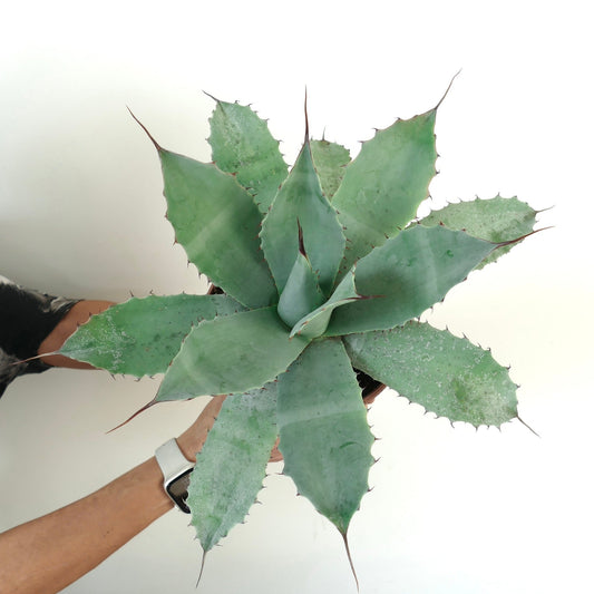 Agave havardiana X Agave eborispina X Agave ovatifolia 10-20cm