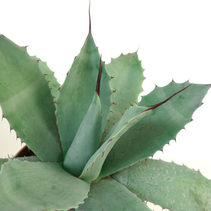 Agave havardiana X Agave eborispina X Agave ovatifolia 10-20cm
