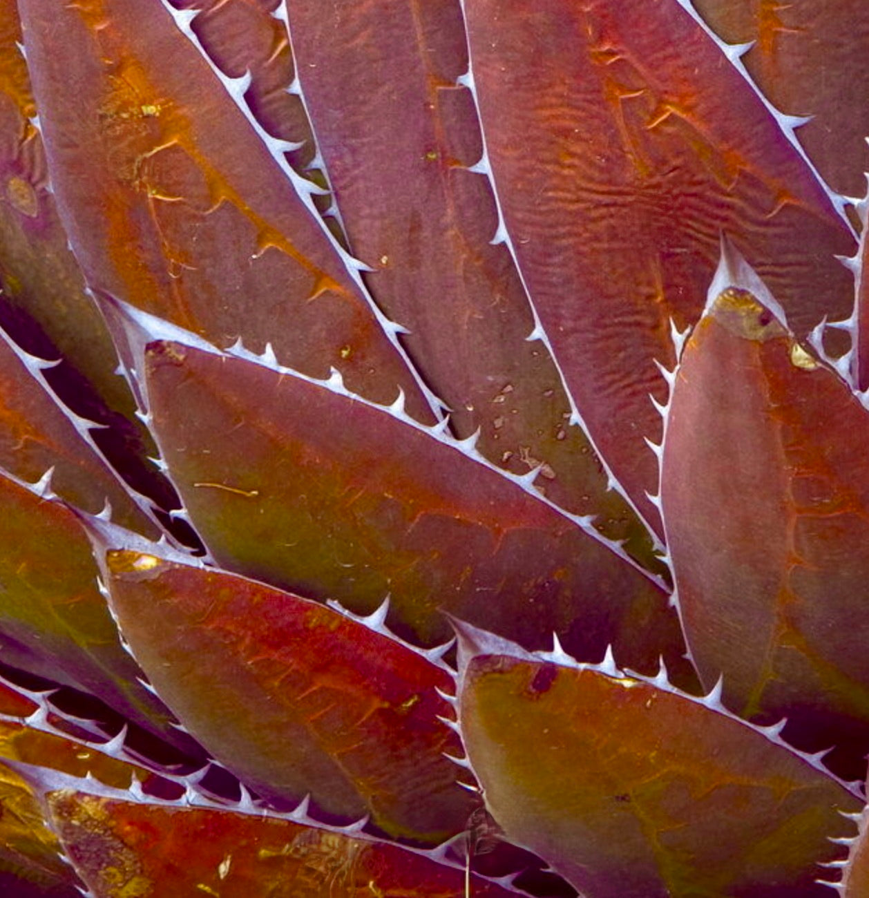 Agave horrida var perotensis succulent with reddish thick leaves and white spines