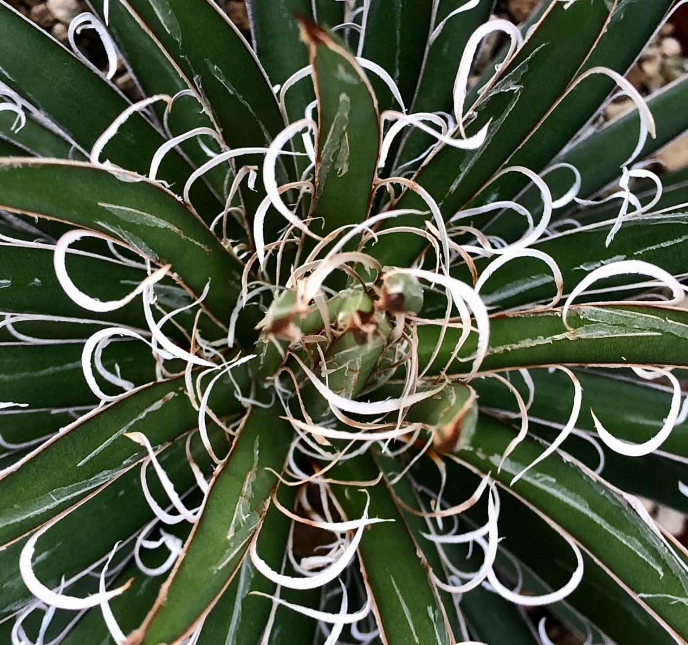 Agave leopoldii succulent with dark green leaves and curly white filaments