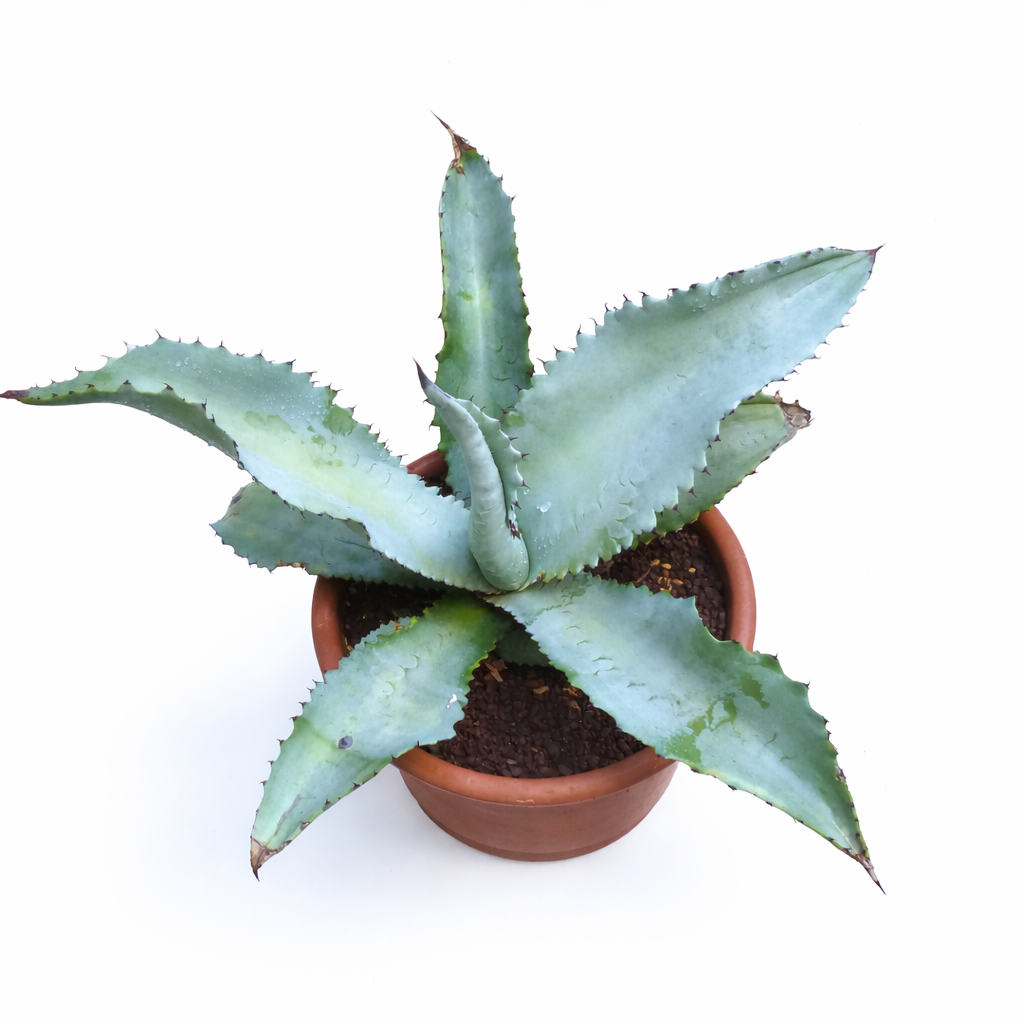 Agave marmorata succulenta con ampie foglie spinose verde-blu in vaso di terracotta