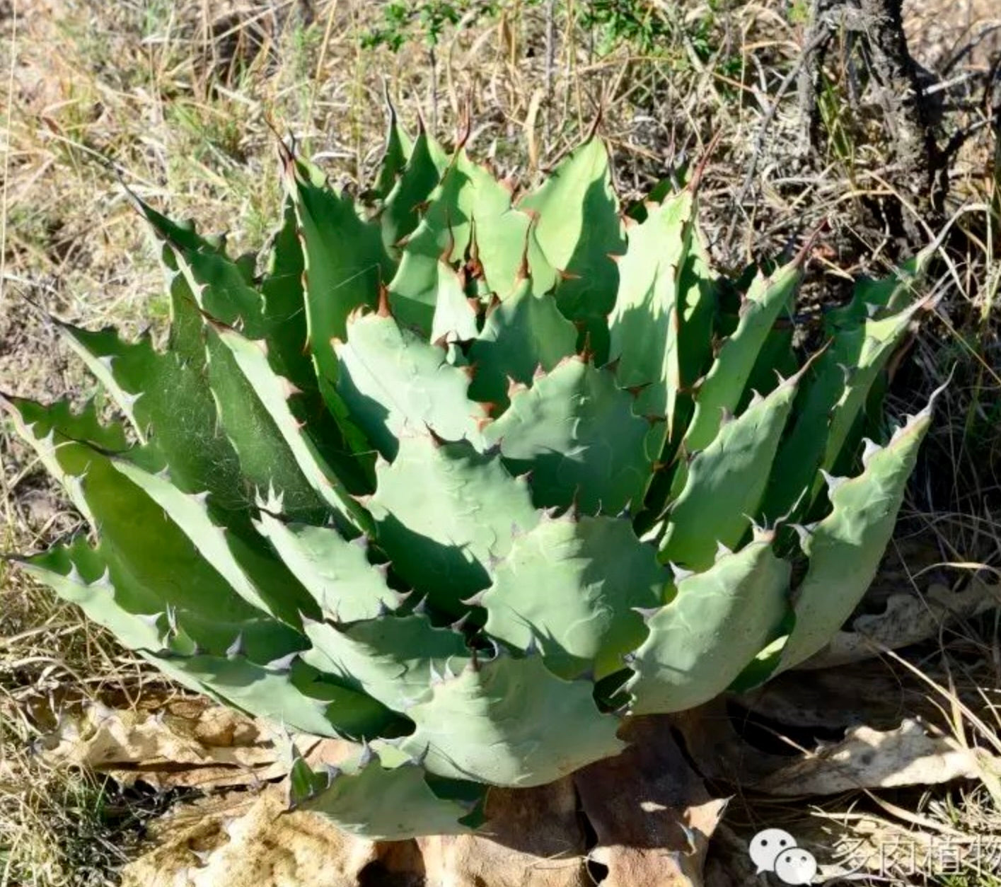 Agave nussaviorum succulenta con spesse foglie verde-blu e spine appuntite di colore marrone rossastro all'aperto