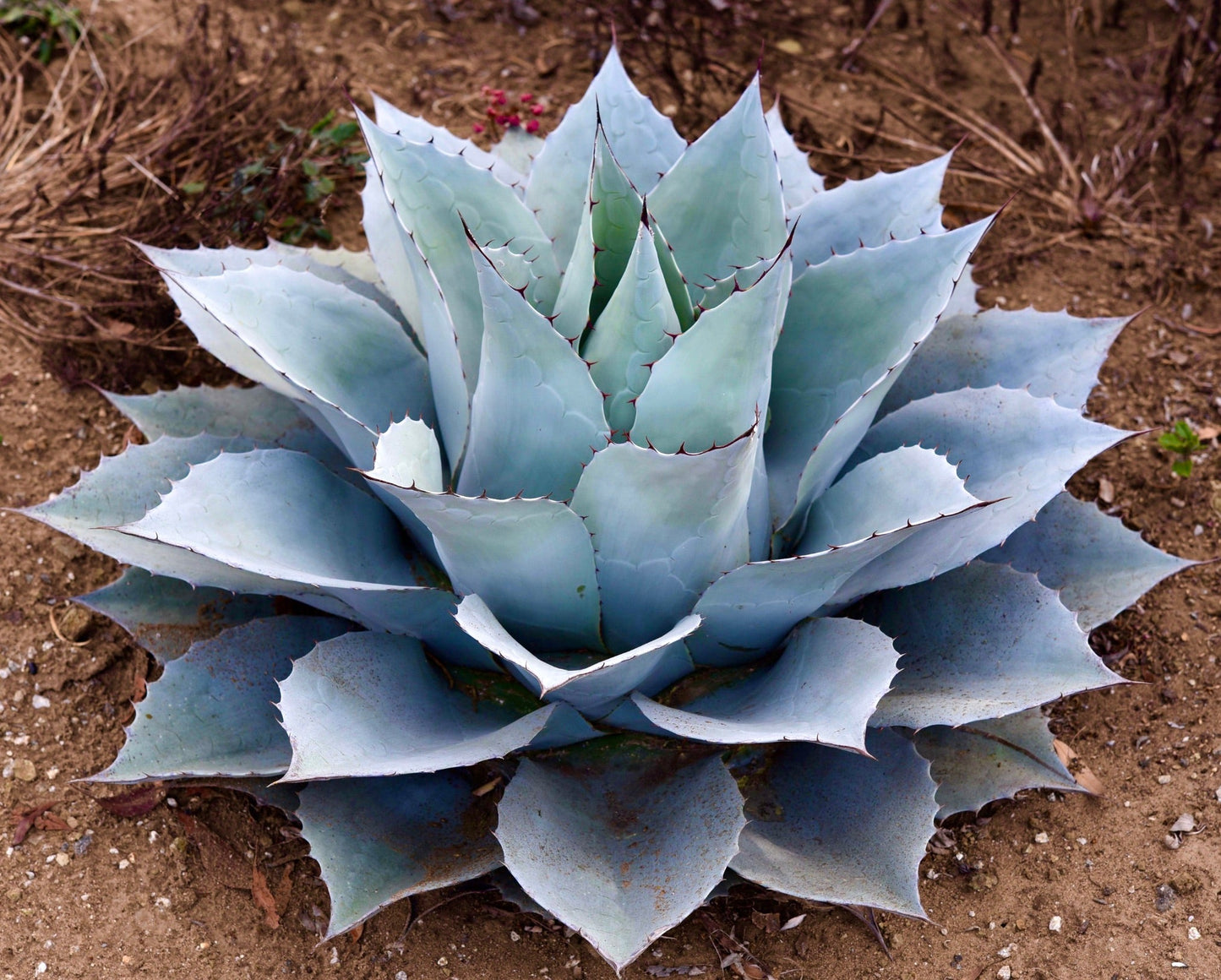 Agave ovatifolia succulenta con foglie larghe blu-grigie e spine rosse appuntite all'aperto