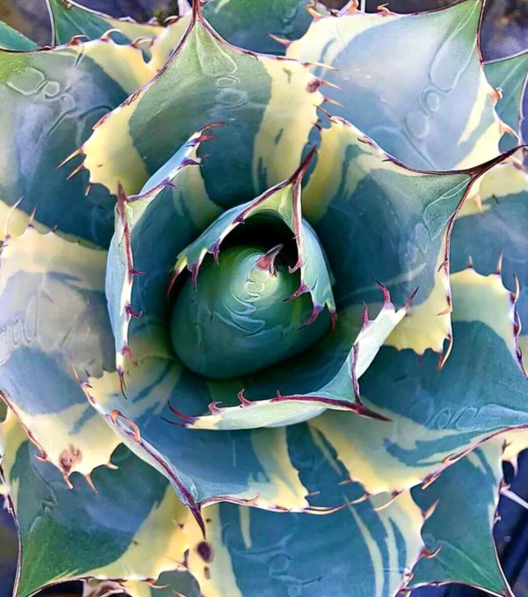 Succulenta Agave parrasana cv ‘Impressionist’ con foglie variegate blu-verdi e crema e spine appuntite