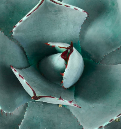Agave parryi form BLUE ‘Huntington’