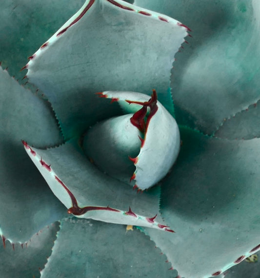 Agave parryi form BLUE ‘Huntington’