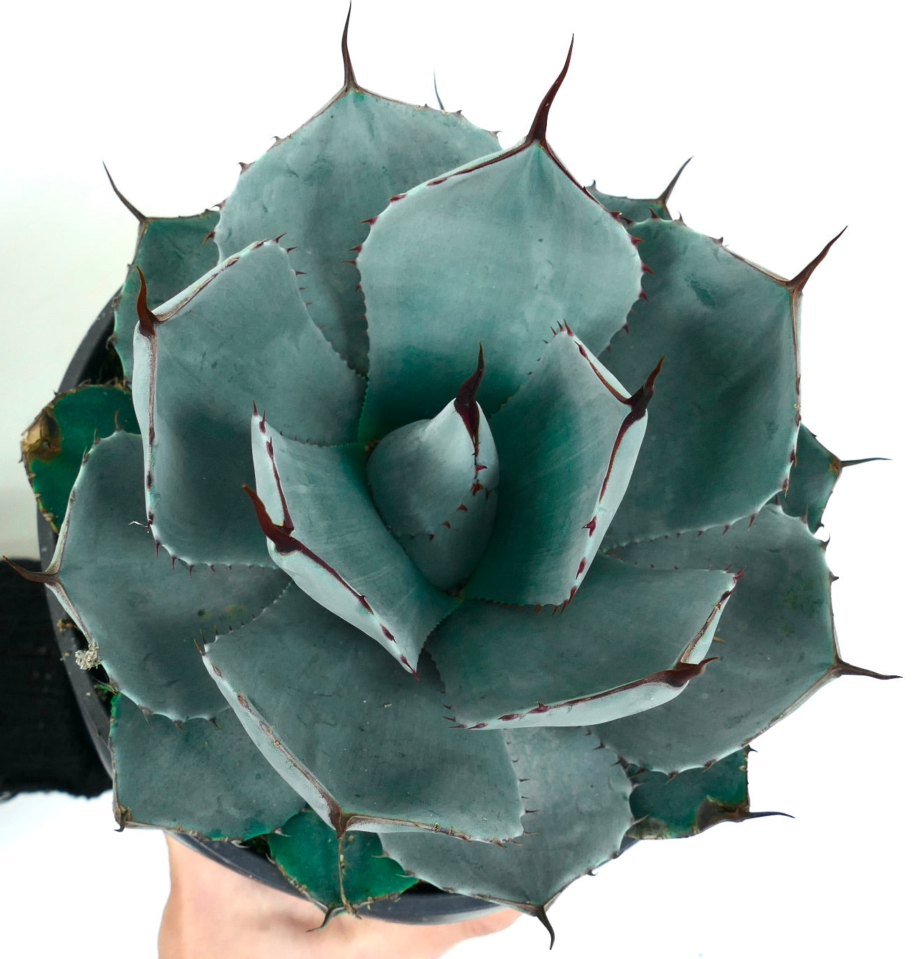 Agave parryi succulenta con foglie spesse blu-grigie e spine scure prominenti