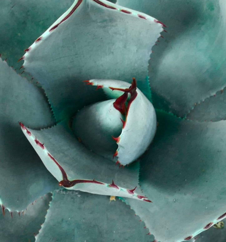 Agave parryi succulenta blu con foglie spesse e spine rossastre, vista ravvicinata