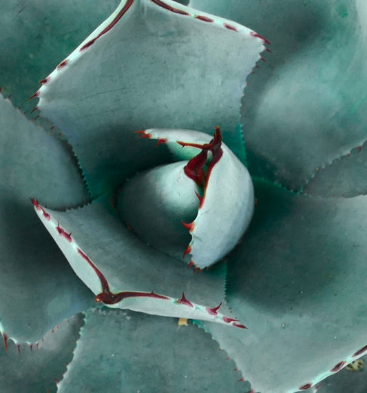 Agave parryi succulenta blu con foglie spesse e spine rossastre, vista ravvicinata
