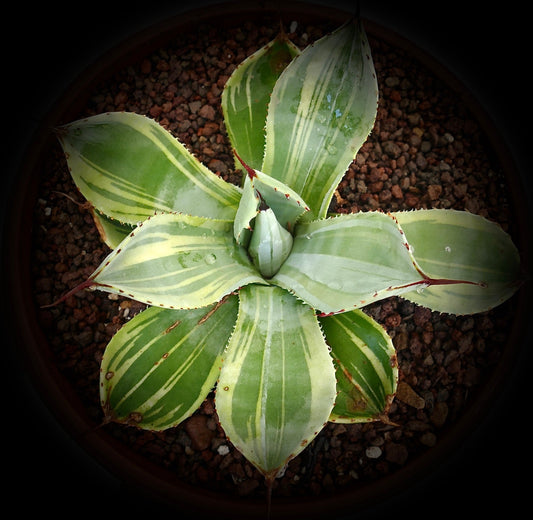 Succulenta Agave parryi var truncata cv 'Lime streak' con foglie larghe variegate e spine rossastre