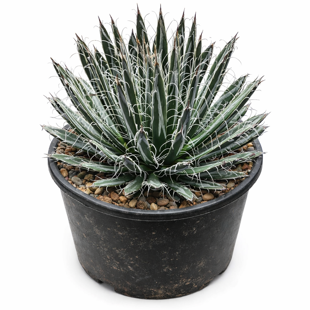 Agave parviflora succulenta con foglie strette spinose e filamenti bianchi in vaso nero