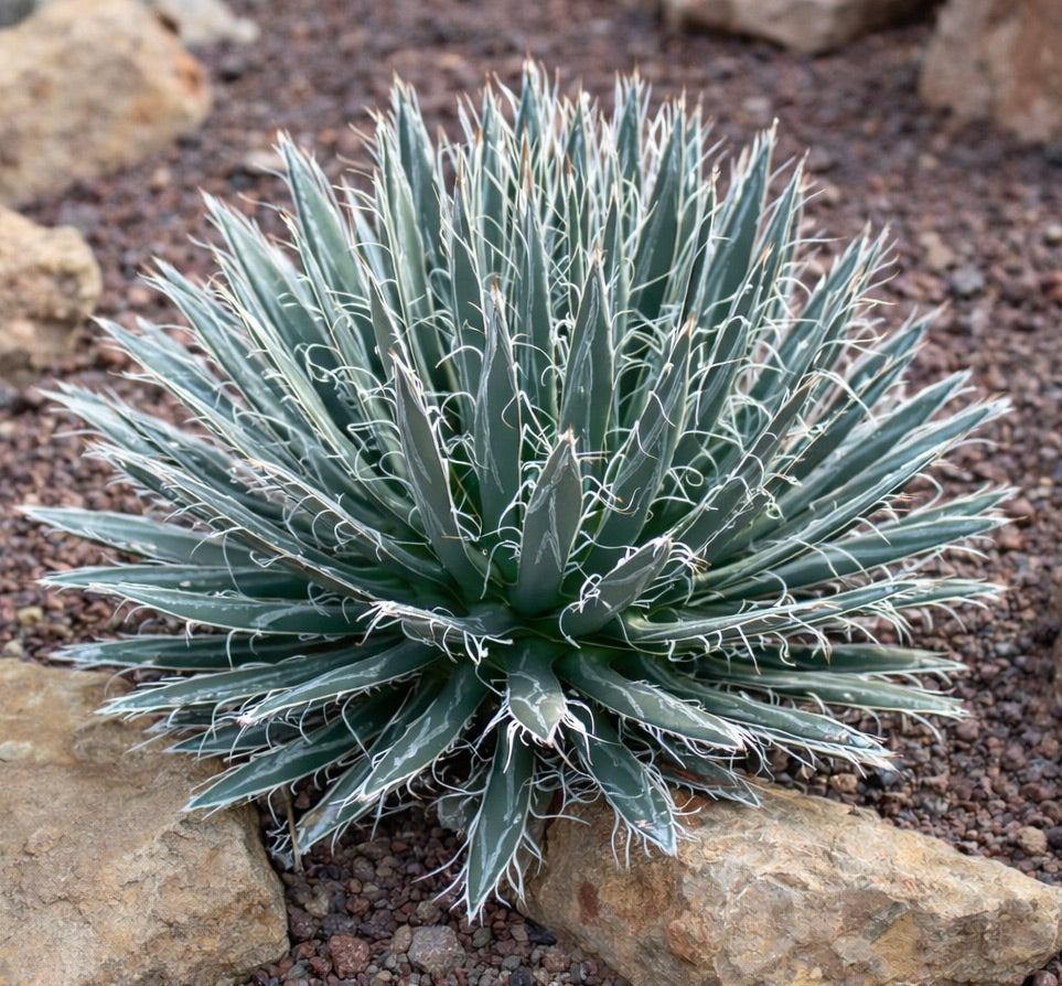Succulenta Agave polyantiflora con foglie strette blu-verdi e filamenti bianchi ricci che cresce all'aperto