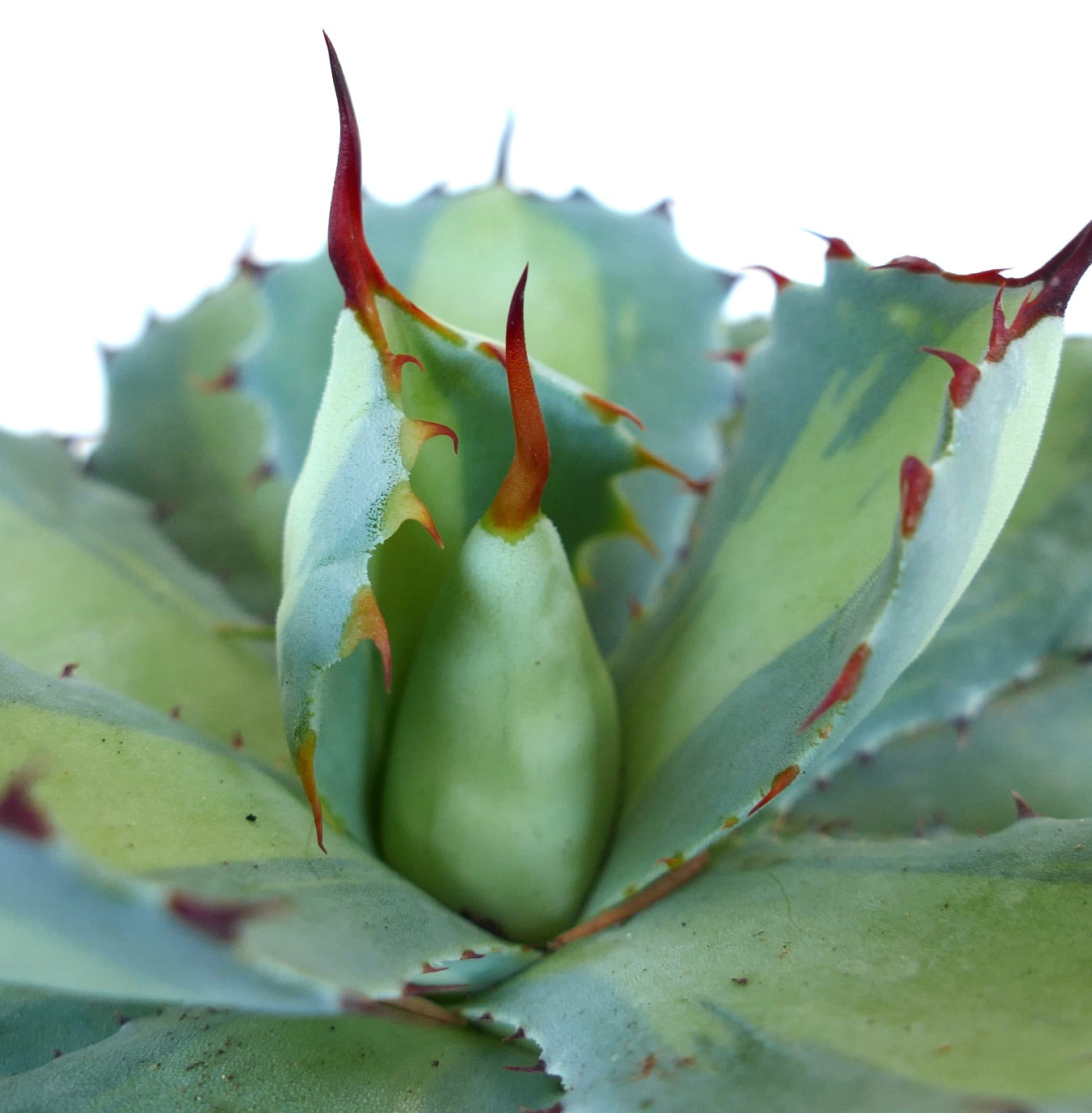 Agave potatorum cv BLUE PEARL | Variegated |