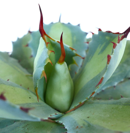 Agave potatorum cv BLUE PEARL | Variegated |