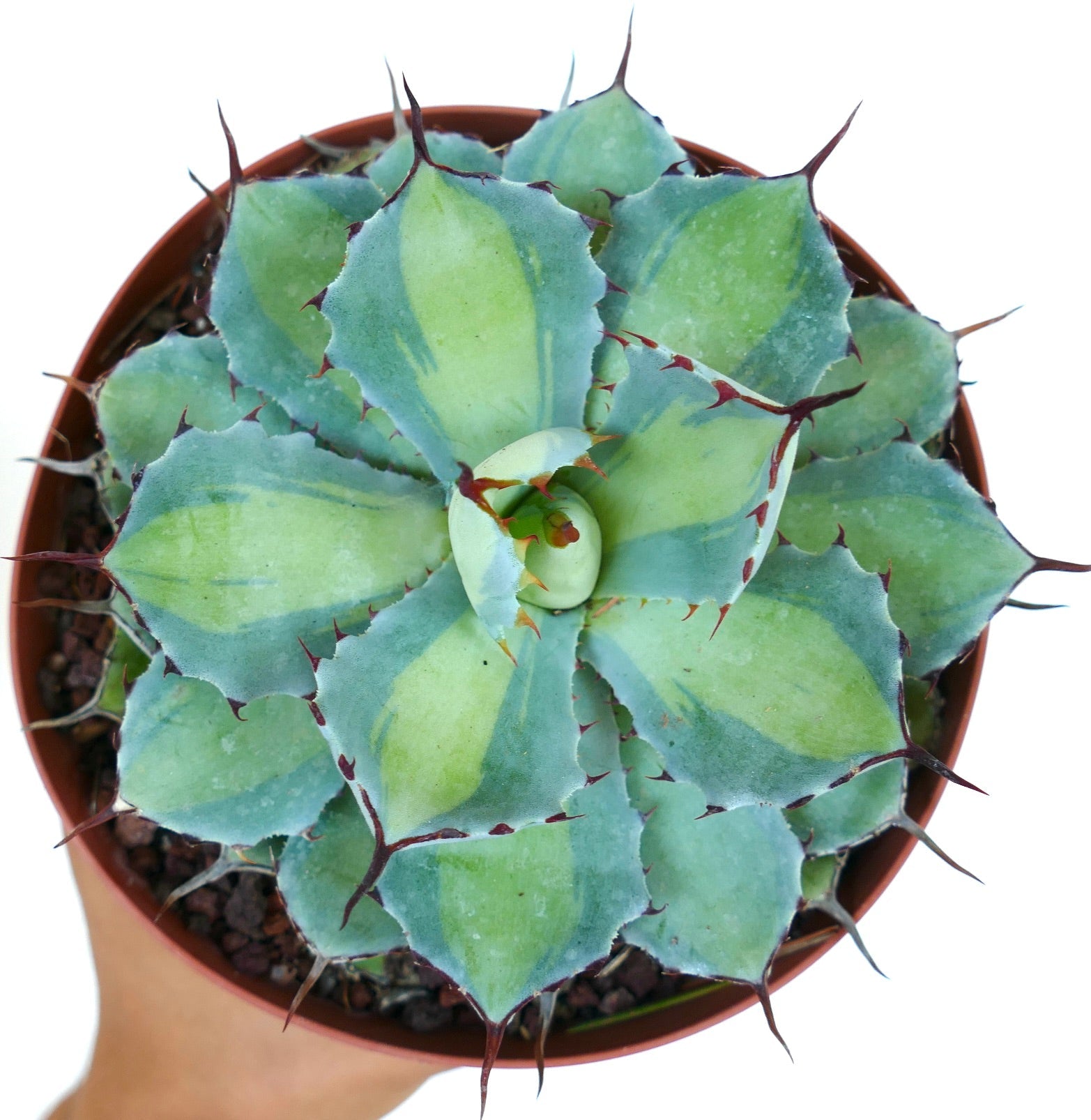 Agave potatorum cv BLUE PEARL succulenta con foglie variegate blu-verdi e spine rosse affilate in vaso
